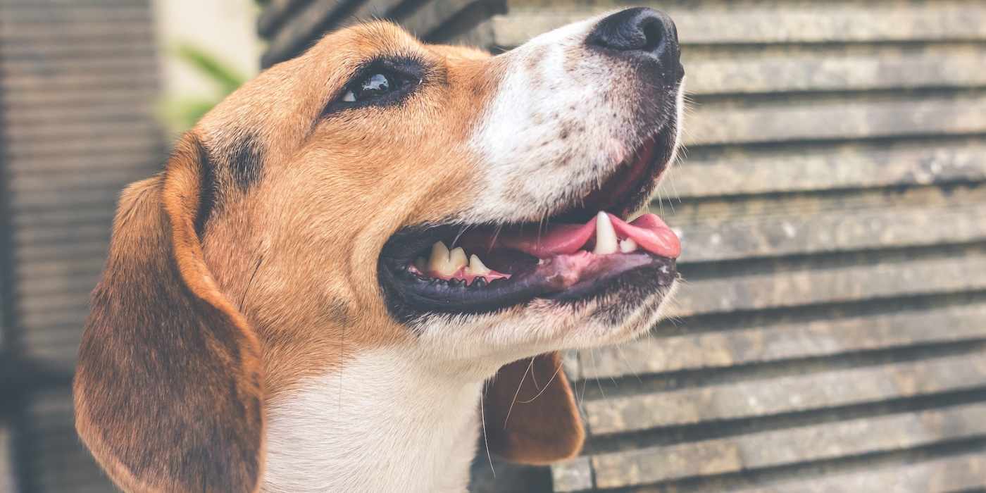 How to Clean a Dog’s Teeth: 3 Things to Try